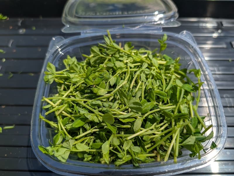 Pea