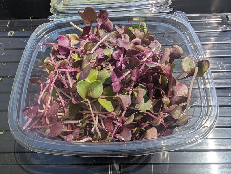 Radish